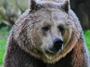 Imagen de Italia salvaje. Los grandes depredadores - 1