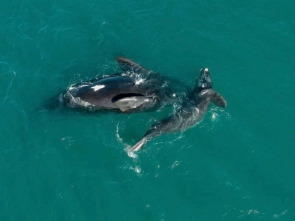 Imagen de América salvaje: La reina del norte - 1