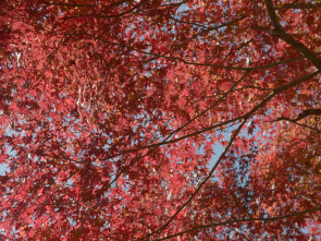 Imagen de Japón, las cuatro...: Otoño e invierno - 1
