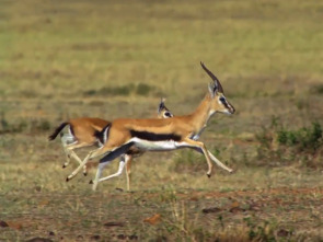 Imagen de Pequeños felinos, grandes personalidades - 1