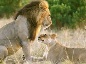 Imagen de Ternura salvaje - 1