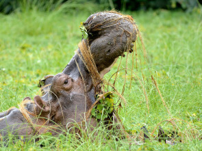 Imagen de La isla de los hipopótamos - 1