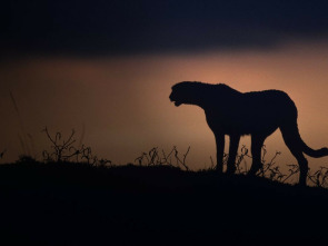 Imagen de El Kalahari, la otra ley de la selva - 1