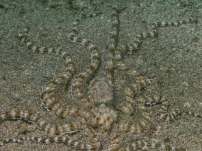 Imagen de Cefalópodos, el reino de las ventosas - 1