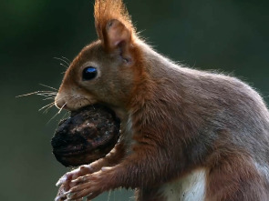 Imagen de Superardilla: la dueña del bosque - 1