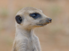 Imagen de Horizontes salvajes...: El Kalahari - 1