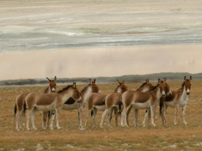 Imagen de Dentro de lo...: Jóvenes del desierto - 1