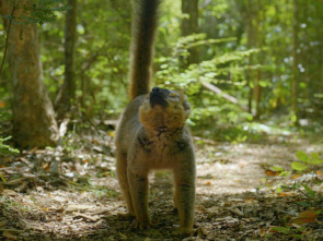 Imagen de El mundo invisible de los bosques - 1