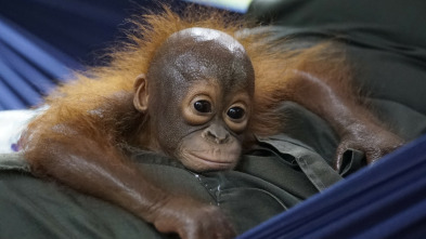 Escuela de orangutanes: Ep.2