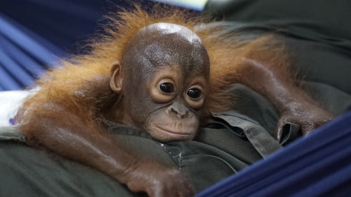 Escuela de orangutanes: Ep.10