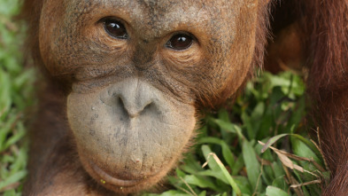 Escuela de orangutanes