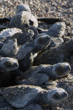 La playa de las tortugas