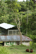 Escuela de orangutanes 