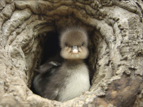 Casas de animales:...: El nido