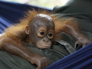 Escuela de orangutanes: Ep.3