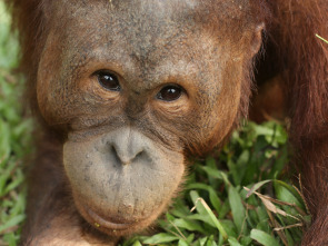 Escuela de orangutanes 