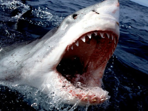 Imagen de Tiburón - 2
