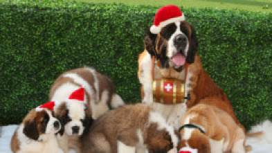 Imagen de La aventura navideña de Beethoven - 7