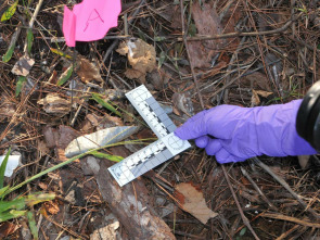 Imagen de Crímenes en Floribama  - 1