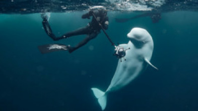 Imagen de Sense ficció: Hvaldimir: La veritable història de la balena espia - 5