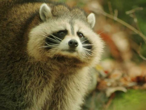 Imagen de Una aventura salvatge - 1