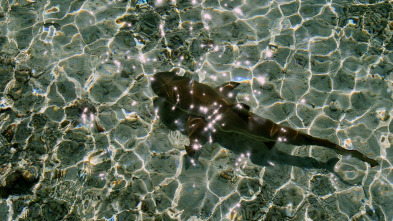 Imagen de Las salvajes islas Tuamotu - 3