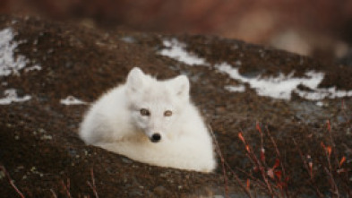 Imagen de Frontière verte - 5