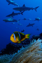 Imagen de Las salvajes islas Tuamotu - 2