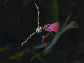 Imagen de Mysterieux Insectes, sur la Piste des Origines - 1