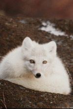 Imagen de Frontière verte - 4