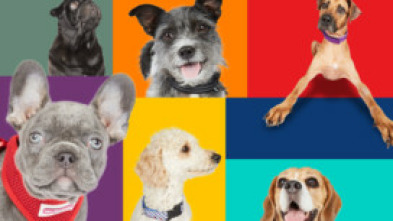 Imagen de Dog House - 5