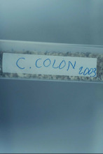 Imagen de Colón ADN. Su verdadero origen - 2