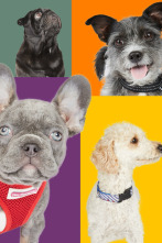 Imagen de Dog House - 2