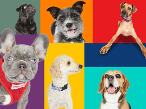 Imagen de Dog House - 1