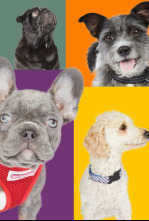 Imagen de Dog House - 4