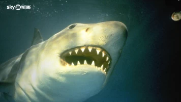 Tiburón 3, El gran tiburón