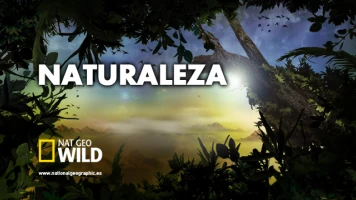 Vida animal