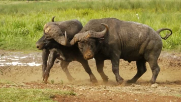 El club de la lucha animal