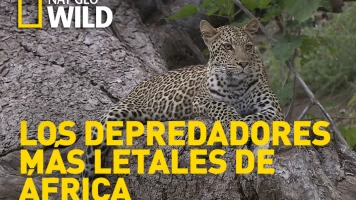 Los depredadores más letales de África