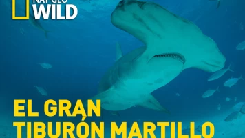 El tiburón martillo gigante