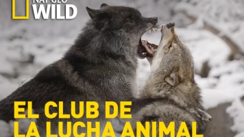 El club de la lucha animal