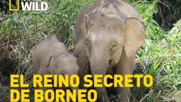 El reino secreto de Borneo