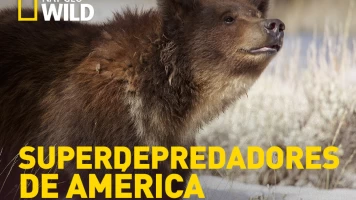 Superdepredadores de América