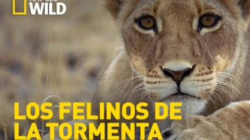 Los felinos de la tormenta