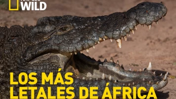 Los depredadores más letales de África