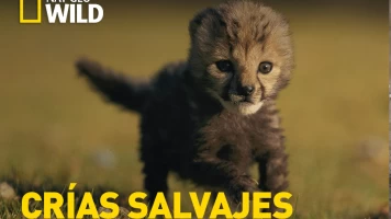 Crías salvajes 