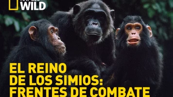 El reino de los simios: frentes de combate 