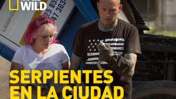 Serpientes en la ciudad