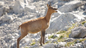 Monteses entre rebecos