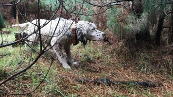 Arcea: la dama del bosque gallego